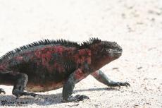 Iguanas - Galapagos 2010 -IMG 6880